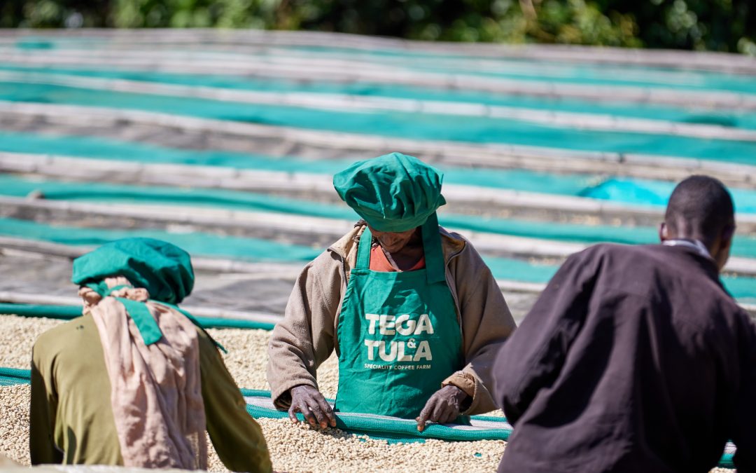 pack de 3 kilos de Ethiopia natural "Tega and Tula regional"
