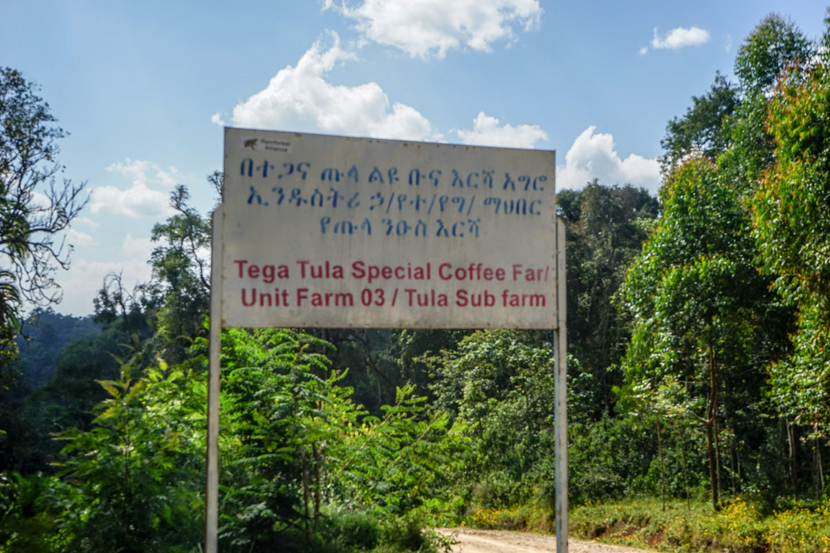 pack de 3 kilos de Ethiopia natural "Tega and Tula regional"