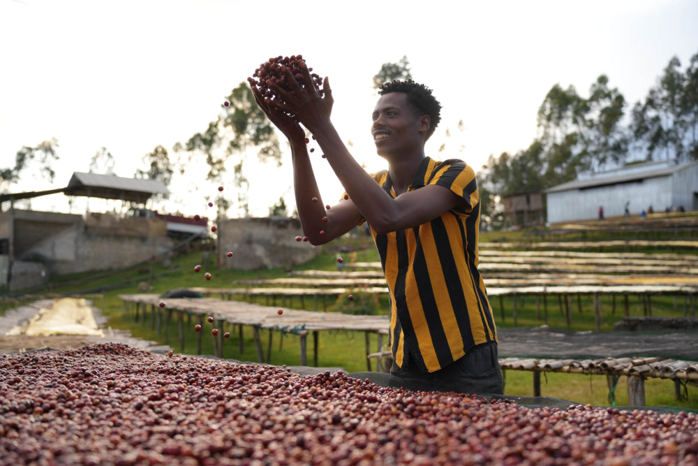 Asefa Dukamo natural (Ethiopia)