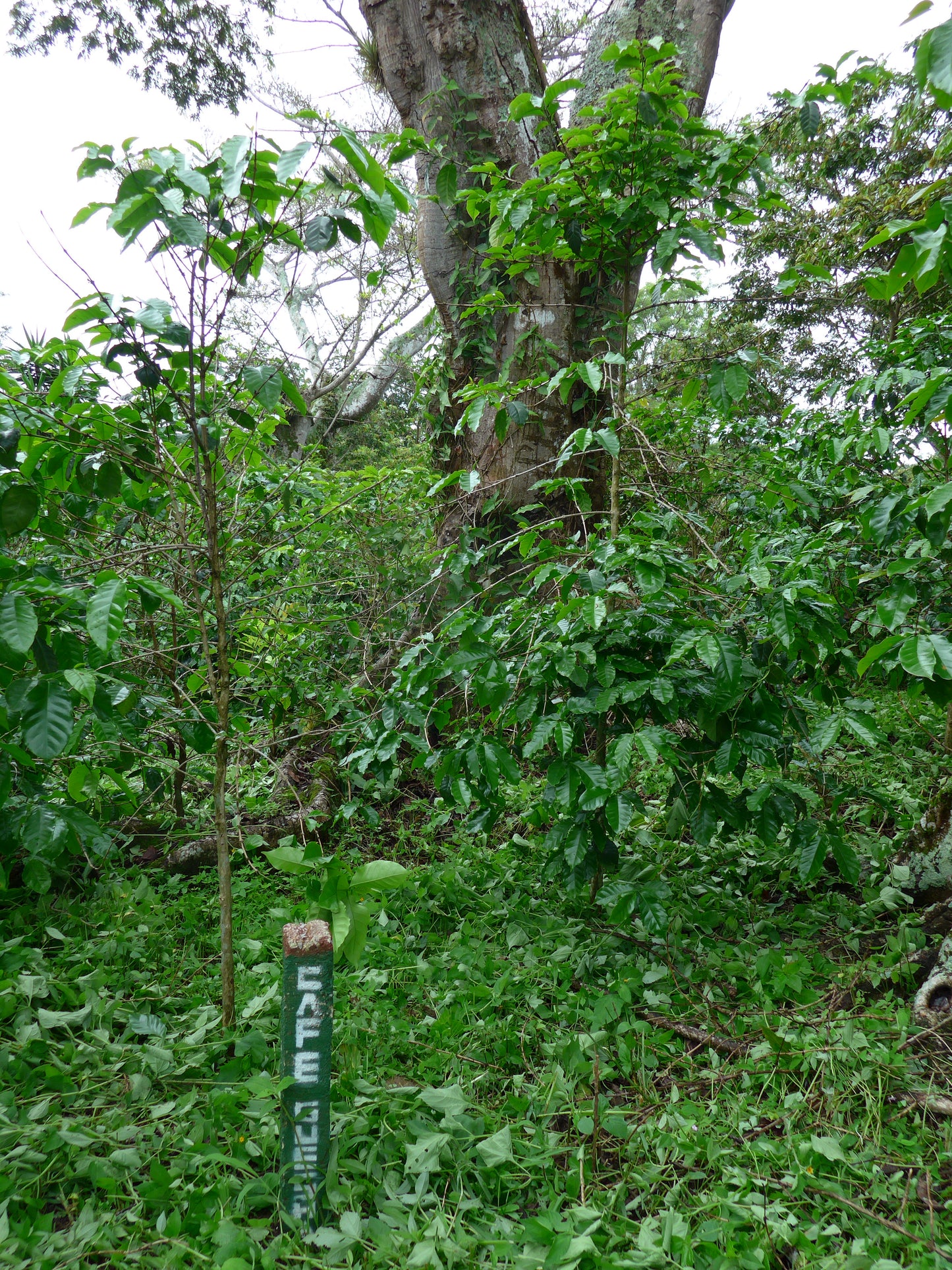 El Hato Catucai (Guatemala)