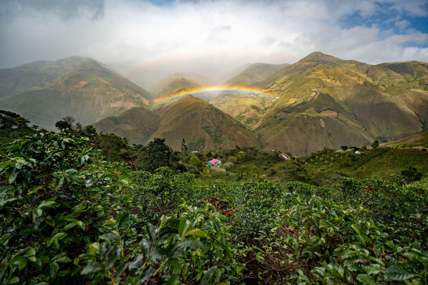 Pack de 2 Kilos EXCLUSIVO + envío gratis