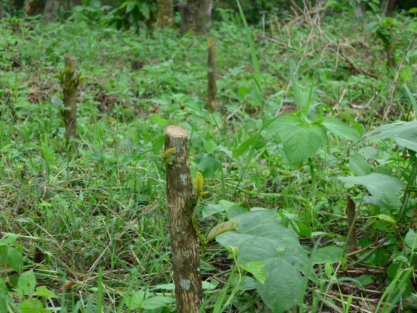 El Hato Catucai (Guatemala)