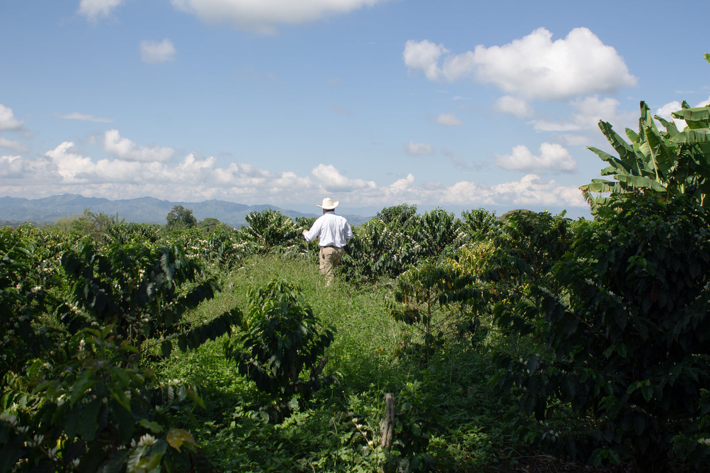 Milan Culturing 88 (Colombia)