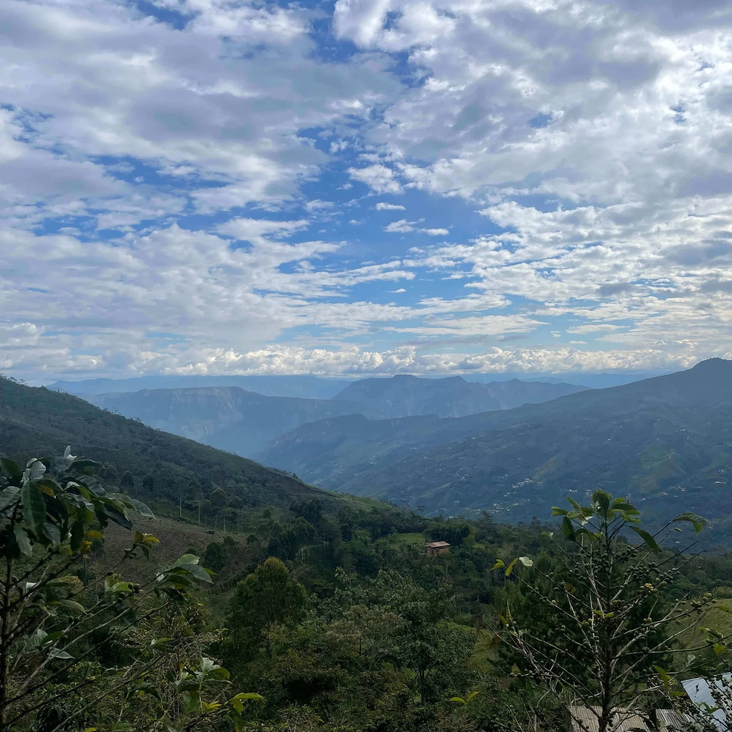 Pacpa Pacamara (Perú)