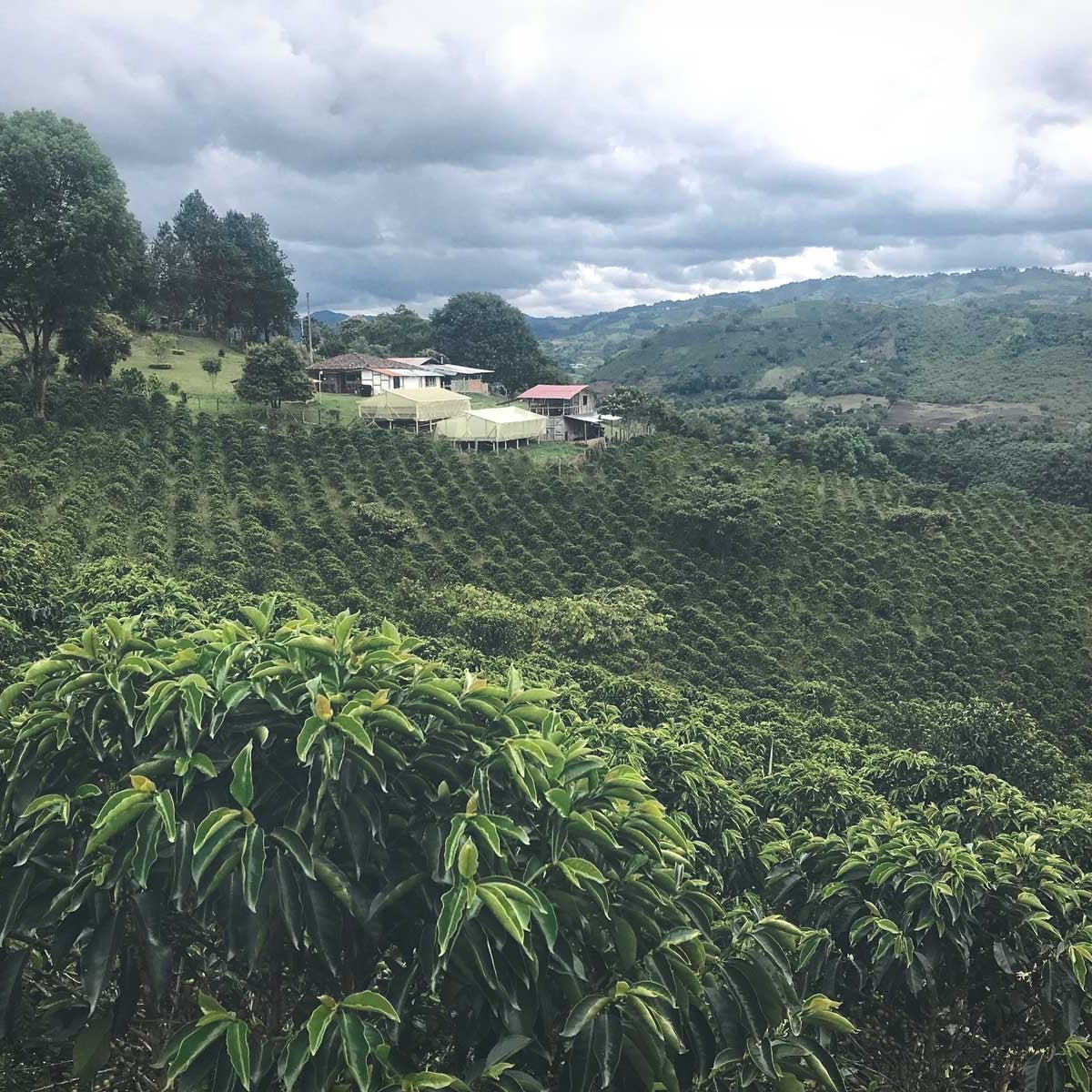 Descafeinado Cauca (Colombia)