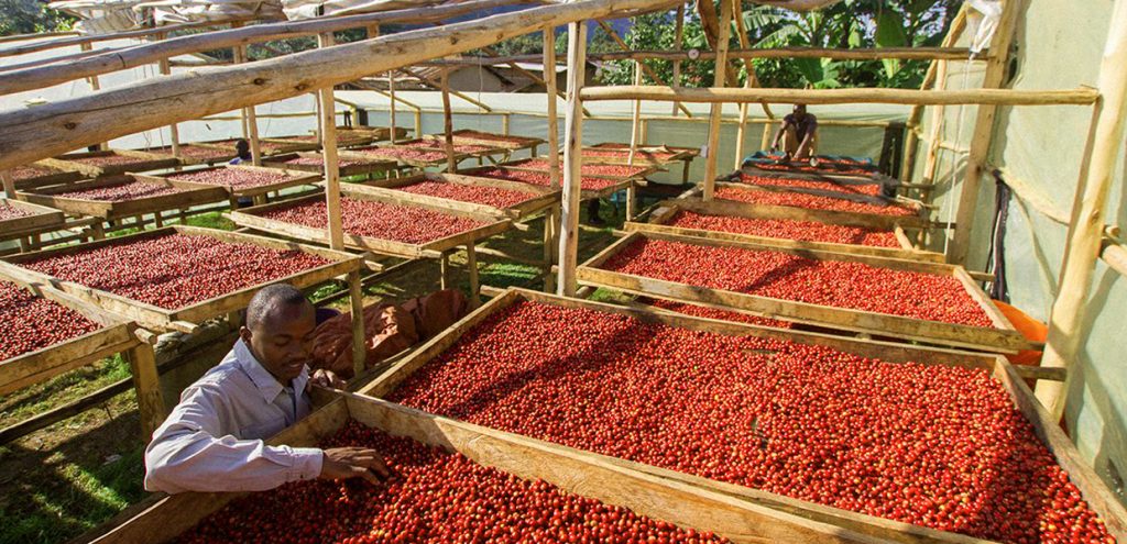 Uganda Elgon Manafwa (Uganda)