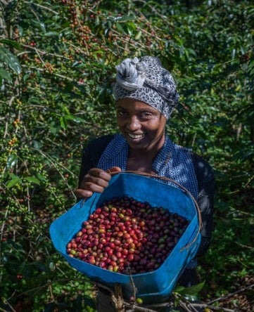 Tega and Tula regional (Ethiopia)