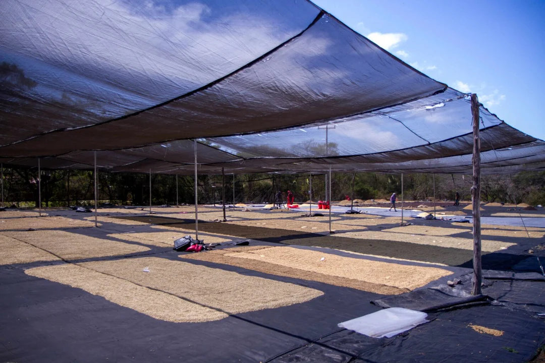 Nueva Segovia regional (Nicaragua)