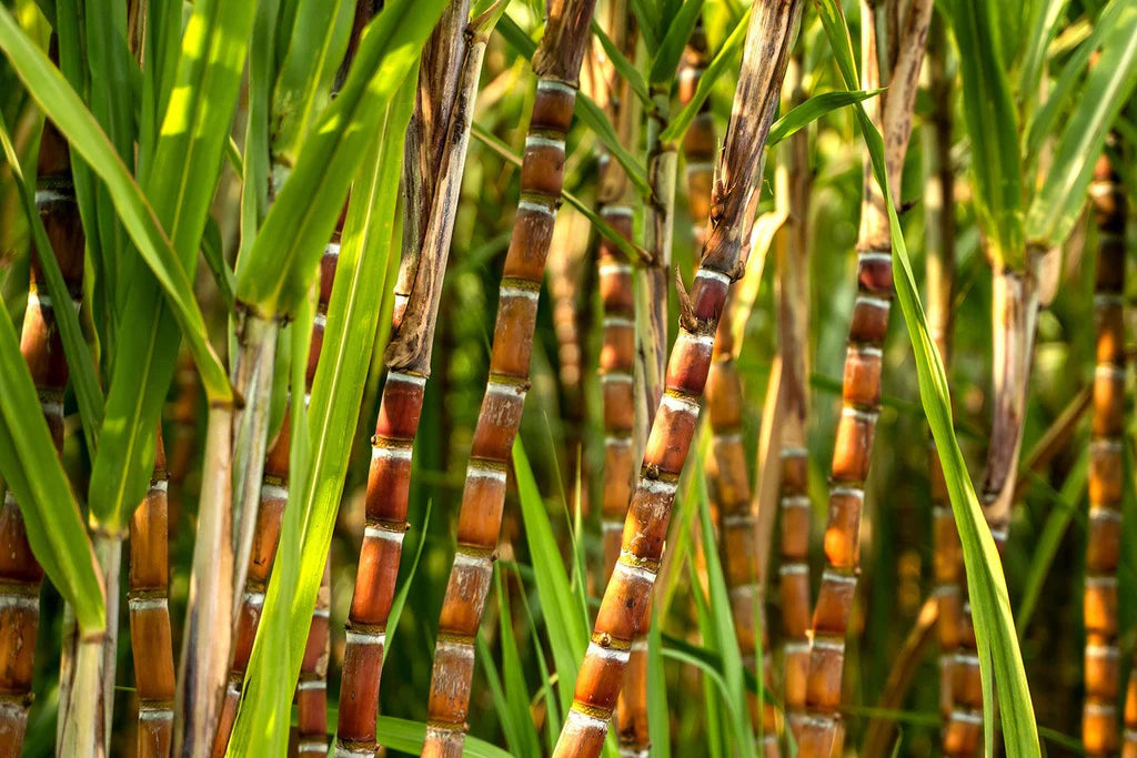Descafeinado Cauca (Colombia)