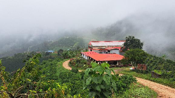 Tabi Vergara brothers (Colombia)