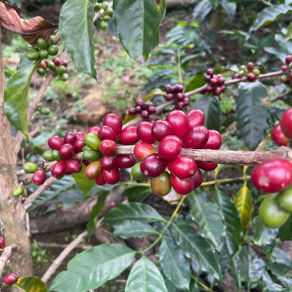 Pacpa Pacamara (Perú)