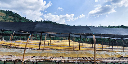 Asefa Dukamo natural (Ethiopia)