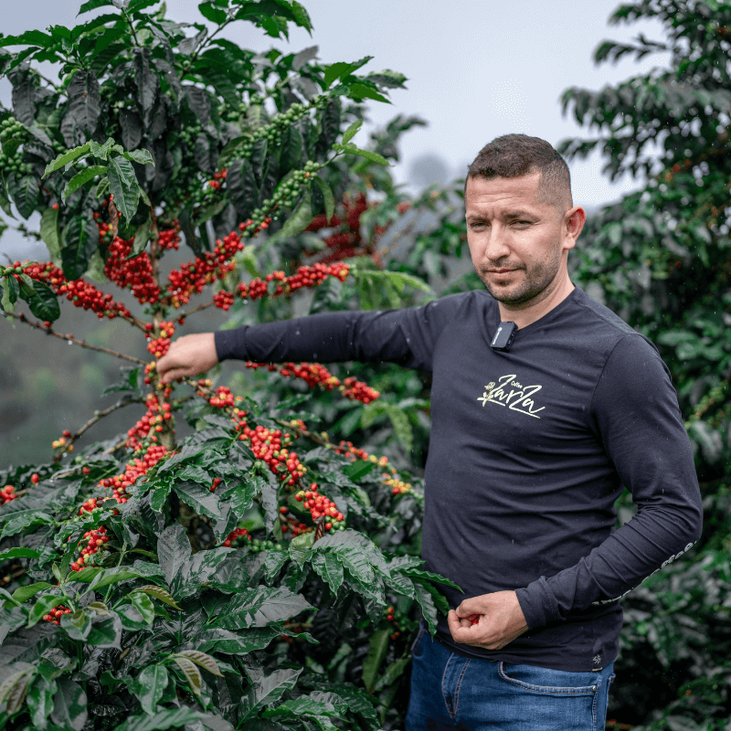 Zarza Sweet tropical (Colombia)