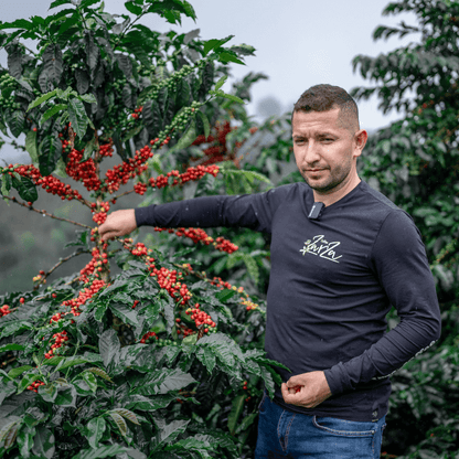 Zarza Sweet tropical (Colombia)