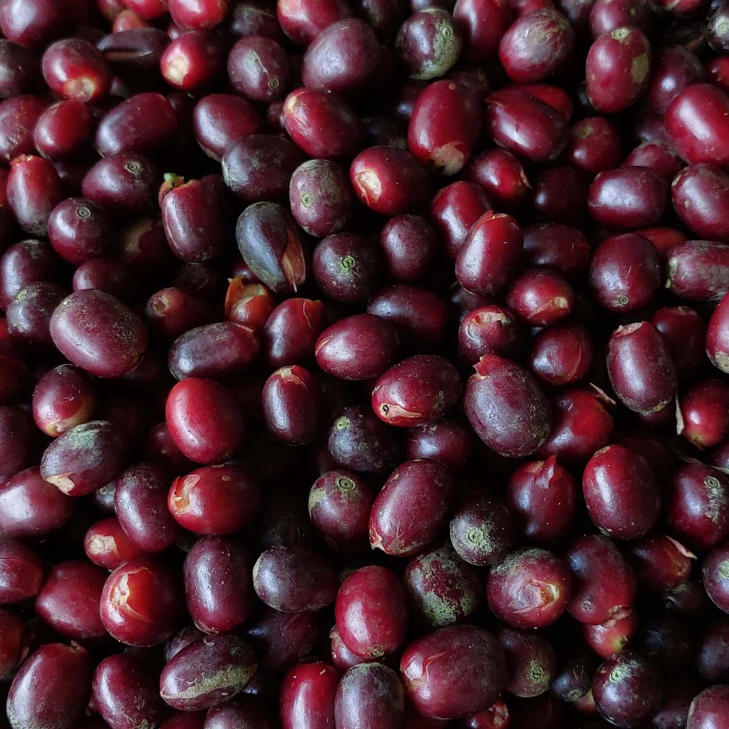 Pacpa Pacamara (Perú)