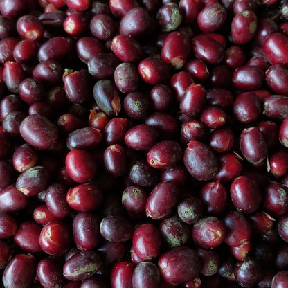 Pacpa Pacamara (Perú)