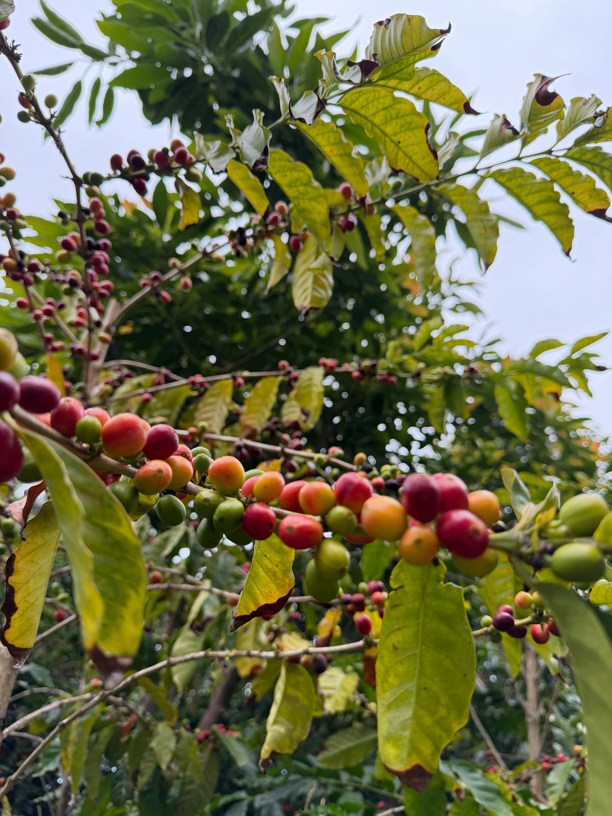La Palma Anthea Café 88 (España)