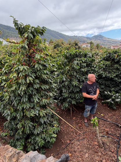 La Palma Anthea Café 88 (España)