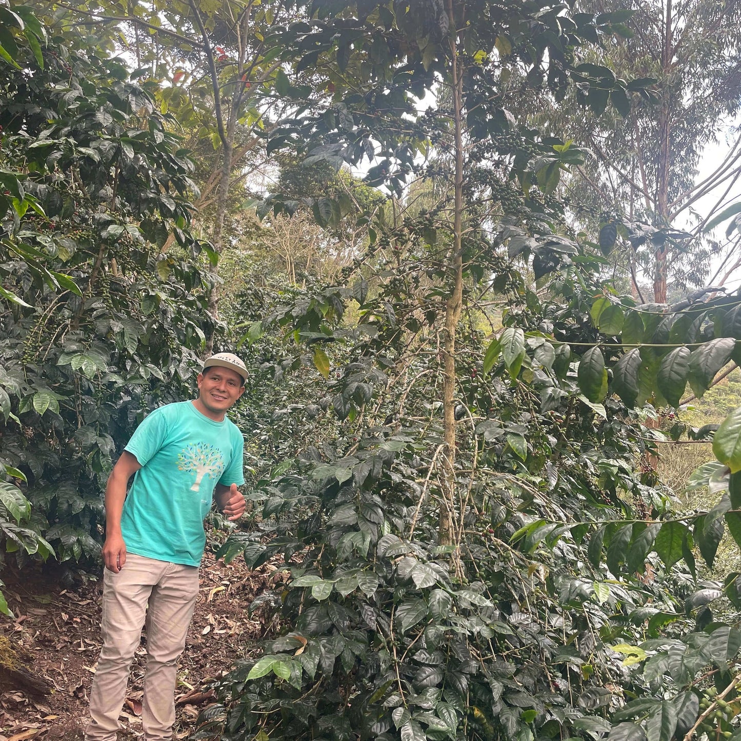 Pacpa Pacamara (Perú)