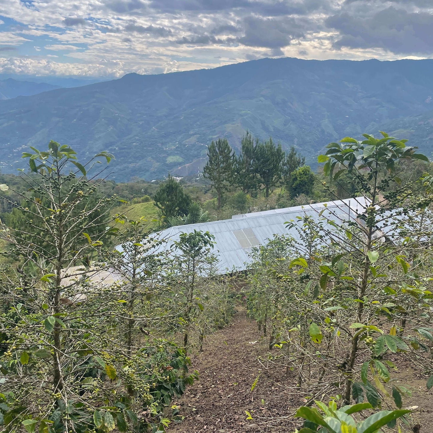 Pacpa Pacamara (Perú)