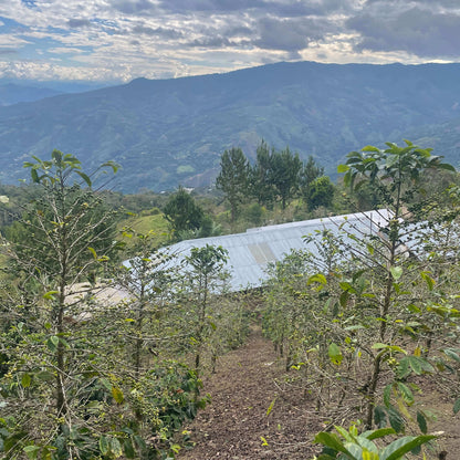 Pacpa Pacamara (Perú)