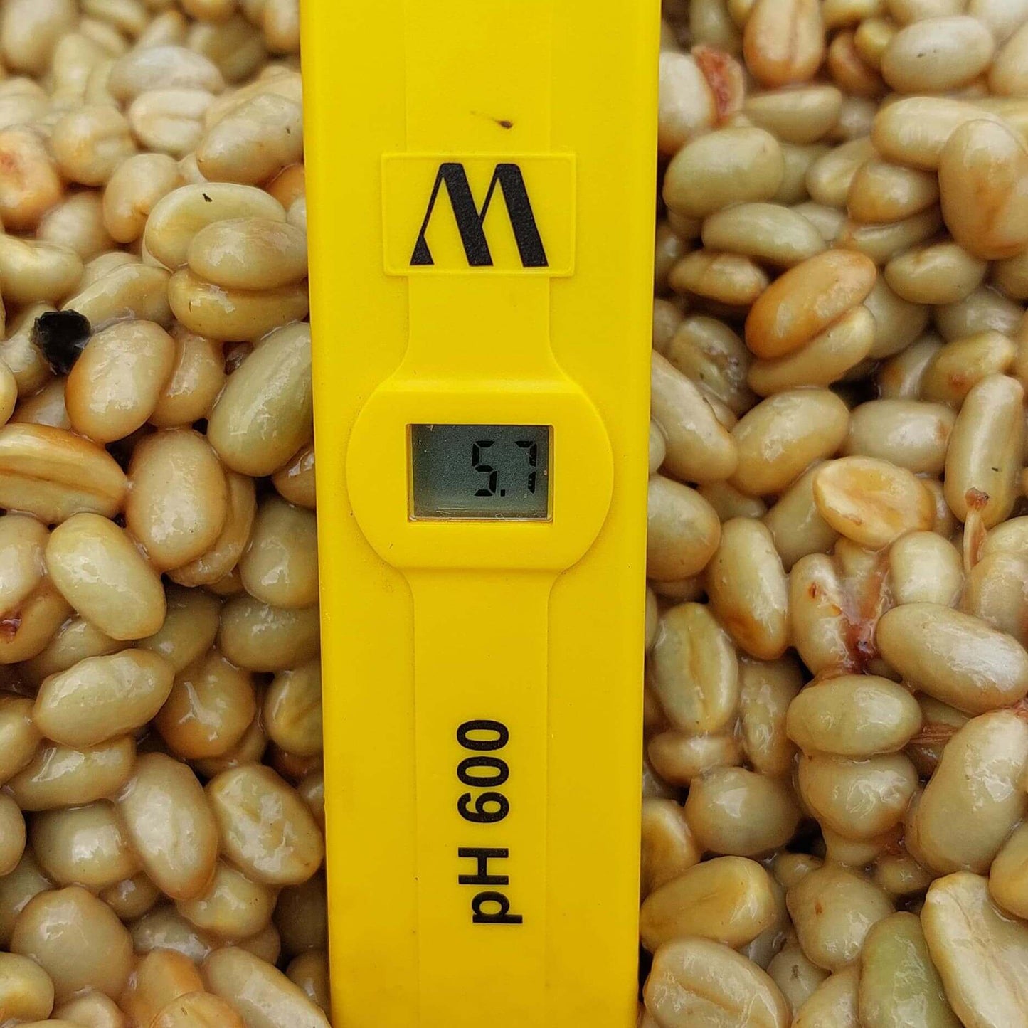 Pacpa Pacamara (Perú)