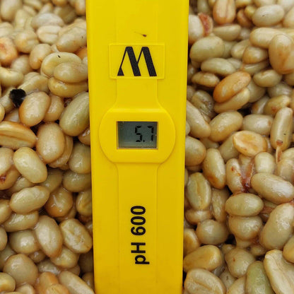 Pacpa Pacamara (Perú)