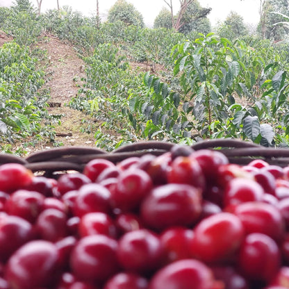 Pacpa Pacamara (Perú)