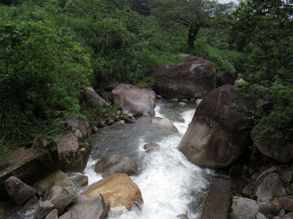 Guadalupe Zaju natural (México)