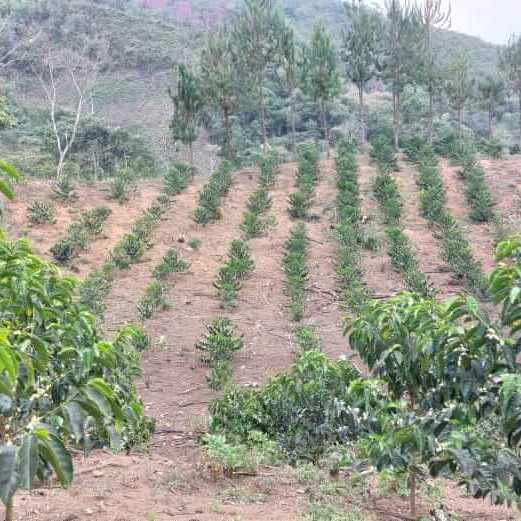 Pacpa Pacamara (Perú)