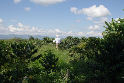 Milan Culturing 88 (Colombia)