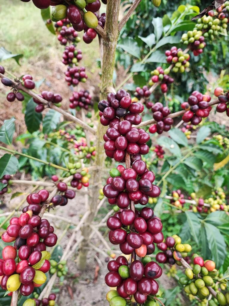 Diviso tropical (Colombia)