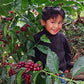 Las Orquidea - Geisha (Perú)