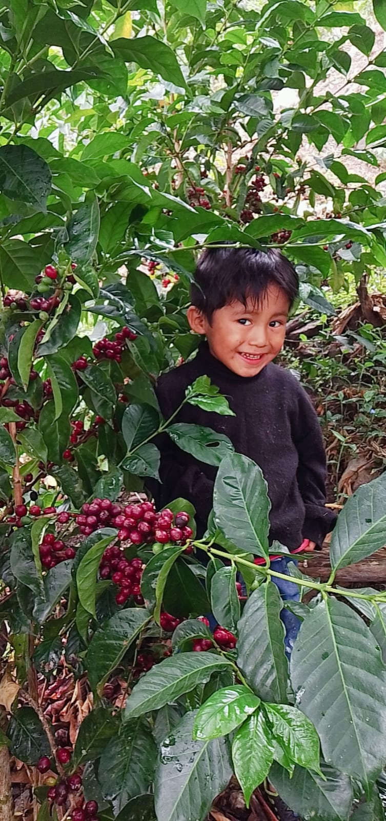 Las Orquidea - Geisha (Perú)