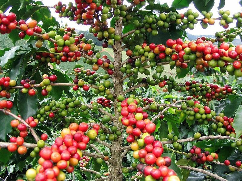 Hacienda Misiones 88 (Colombia)