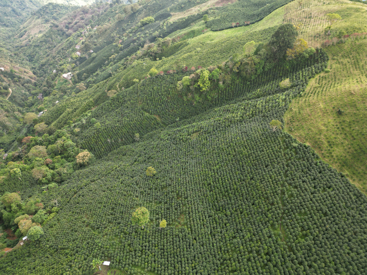 Hacienda Misiones 88 (Colombia)