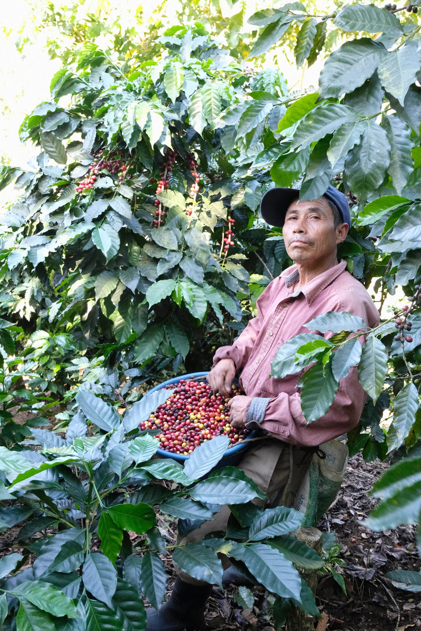 pack de 3 kilos de Guatemala Finca El hato Catucai