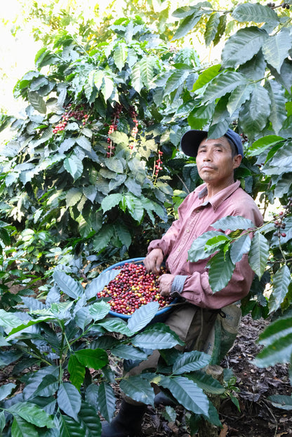 pack de 3 kilos de Guatemala Finca El hato Catucai