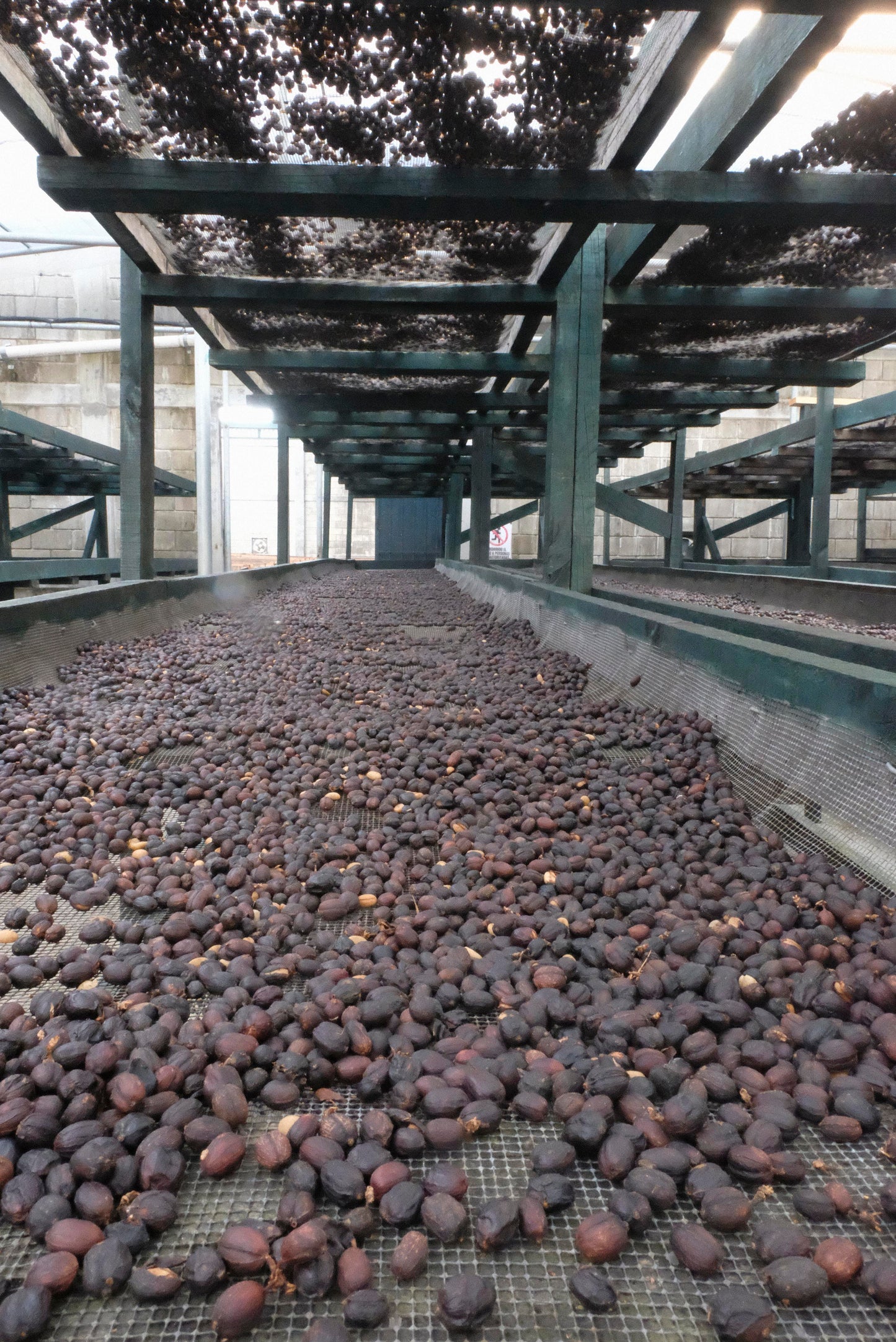 pack de 3 kilos de Guatemala Finca El hato Catucai