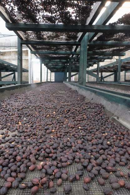 pack de 3 kilos de Guatemala Finca El hato Catucai