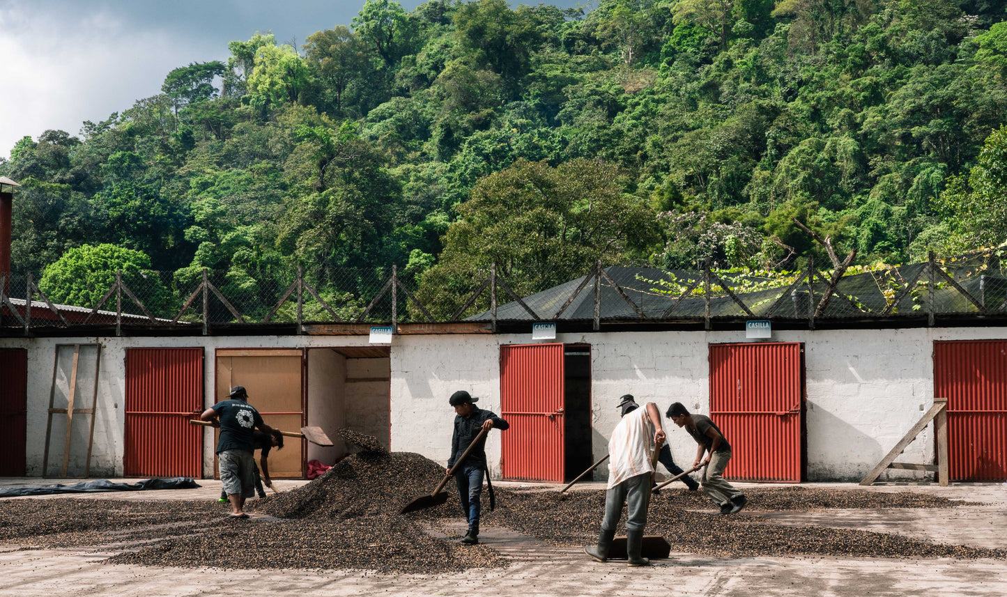 pack de 3 kilos de Guatemala Finca El hato Catucai