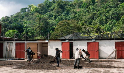 pack de 3 kilos de Guatemala Finca El hato Catucai