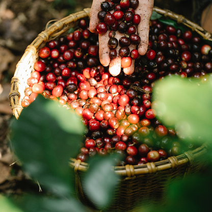 pack de 3 kilos de Guatemala Finca El hato Catucai